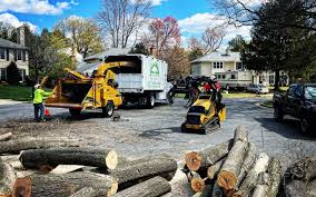 How Our Tree Care Process Works  in  Edgemoor, DE