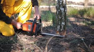 Best Commercial Tree Services  in Edgemoor, DE