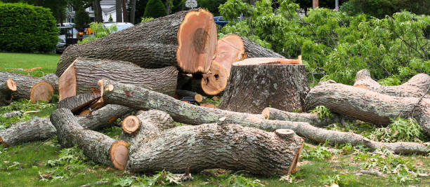 Best Leaf Removal  in Edgemoor, DE