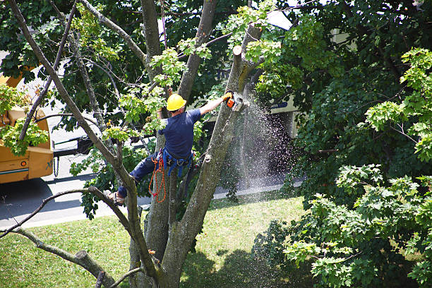 Edgemoor, DE Tree Care Company