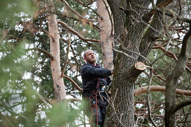 Best Lawn Dethatching  in Edgemoor, DE