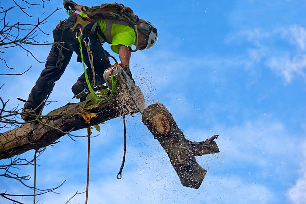 Best Hedge Trimming  in Edgemoor, DE