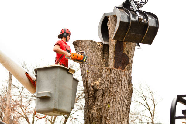 Best Stump Grinding and Removal  in Edgemoor, DE